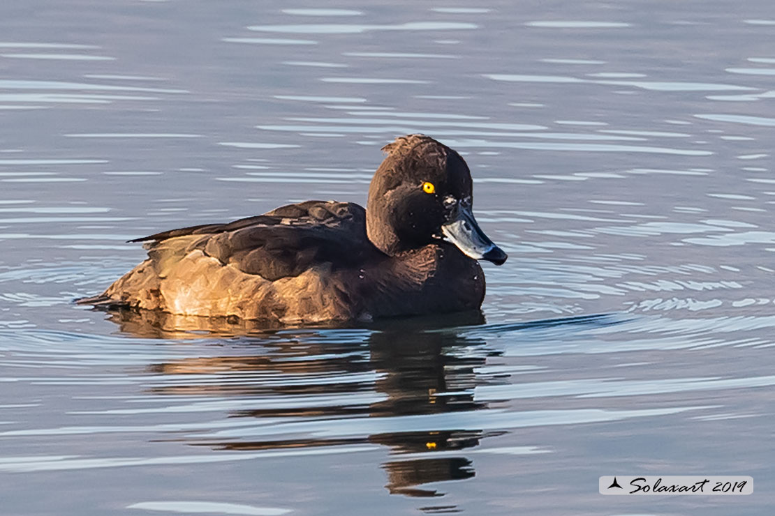 Aythya fuligula: Moretta - Tufted duck
