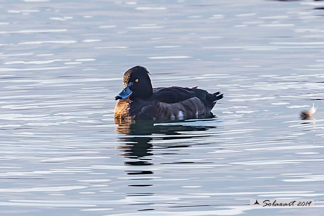 Aythya fuligula: Moretta - Tufted duck