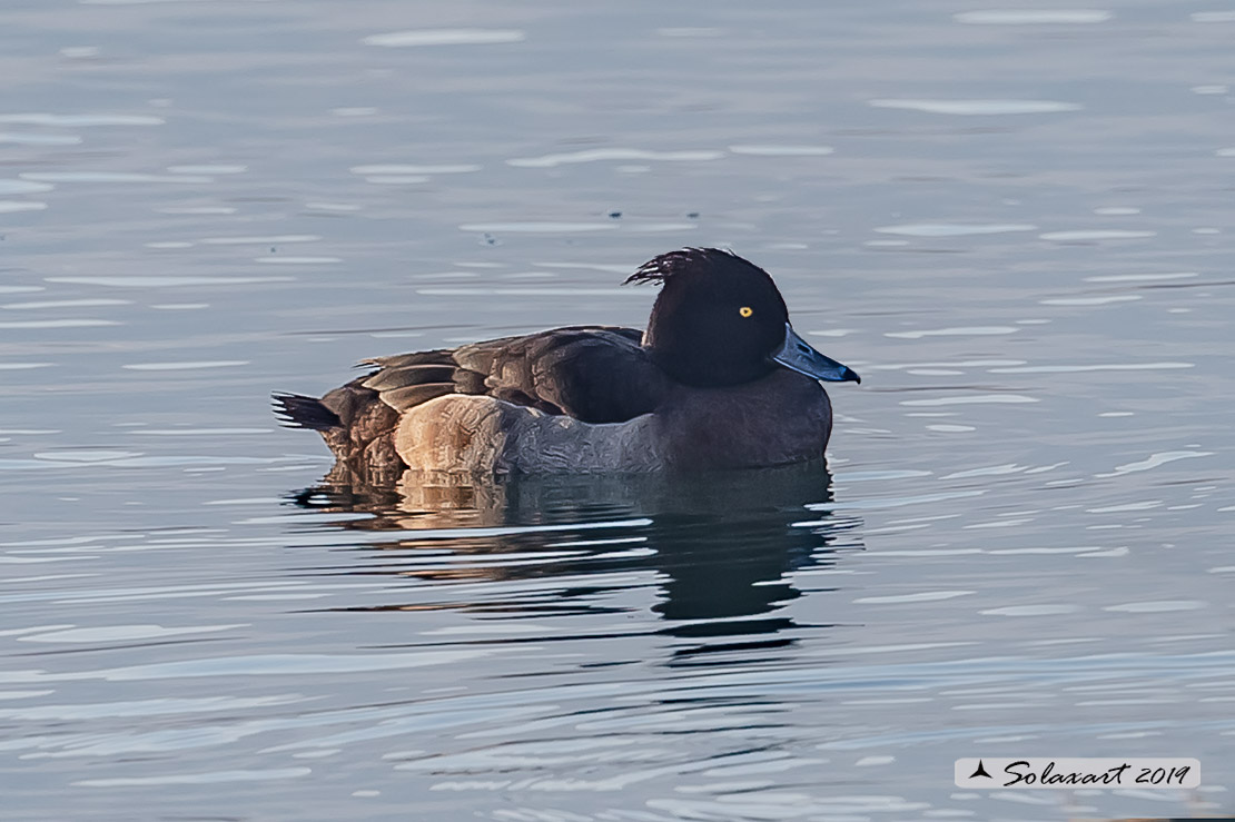 Aythya fuligula: Moretta - Tufted duck