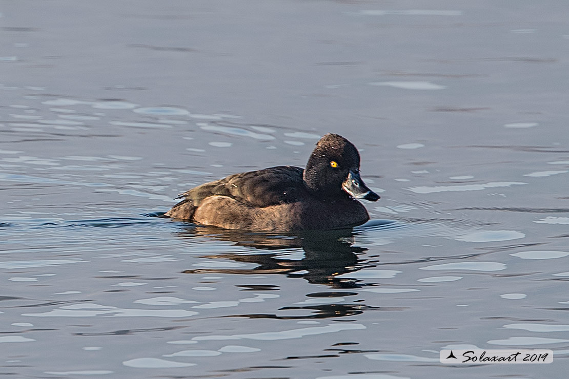 Aythya fuligula: Moretta - Tufted duck