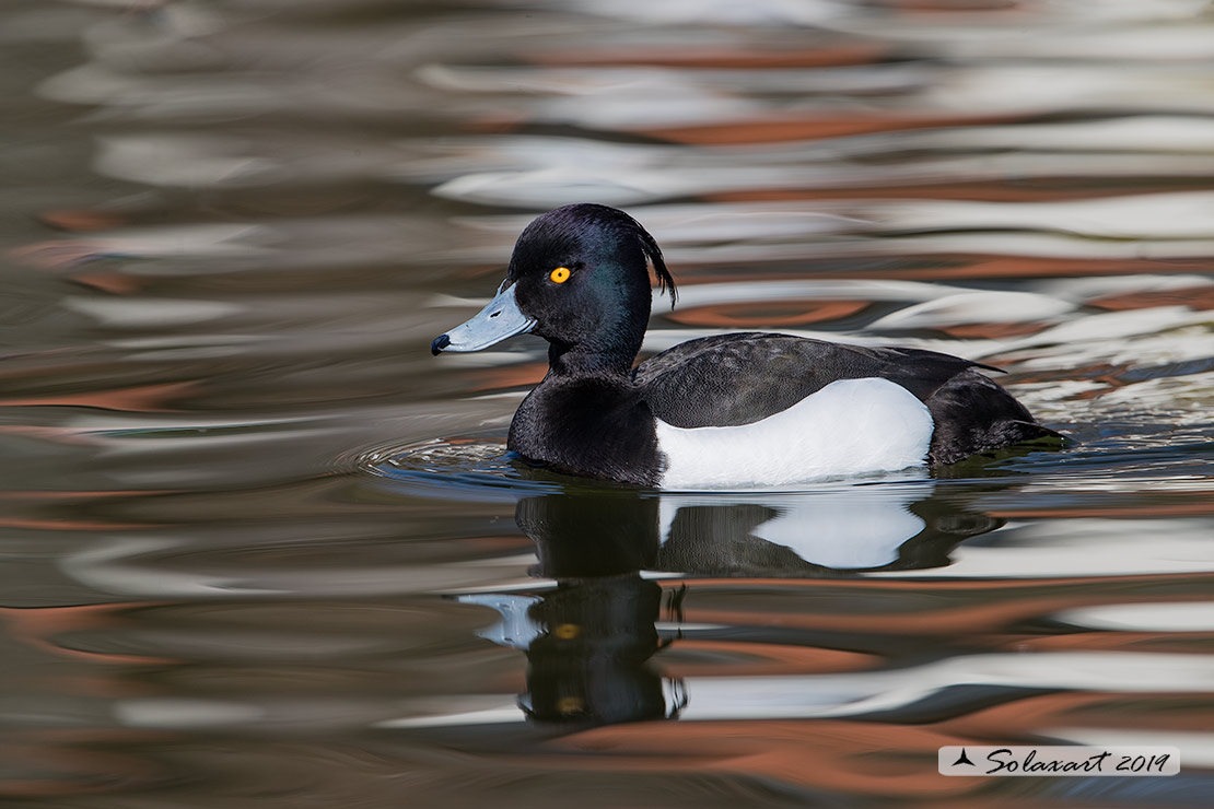Aythya fuligula: Moretta - Tufted duck