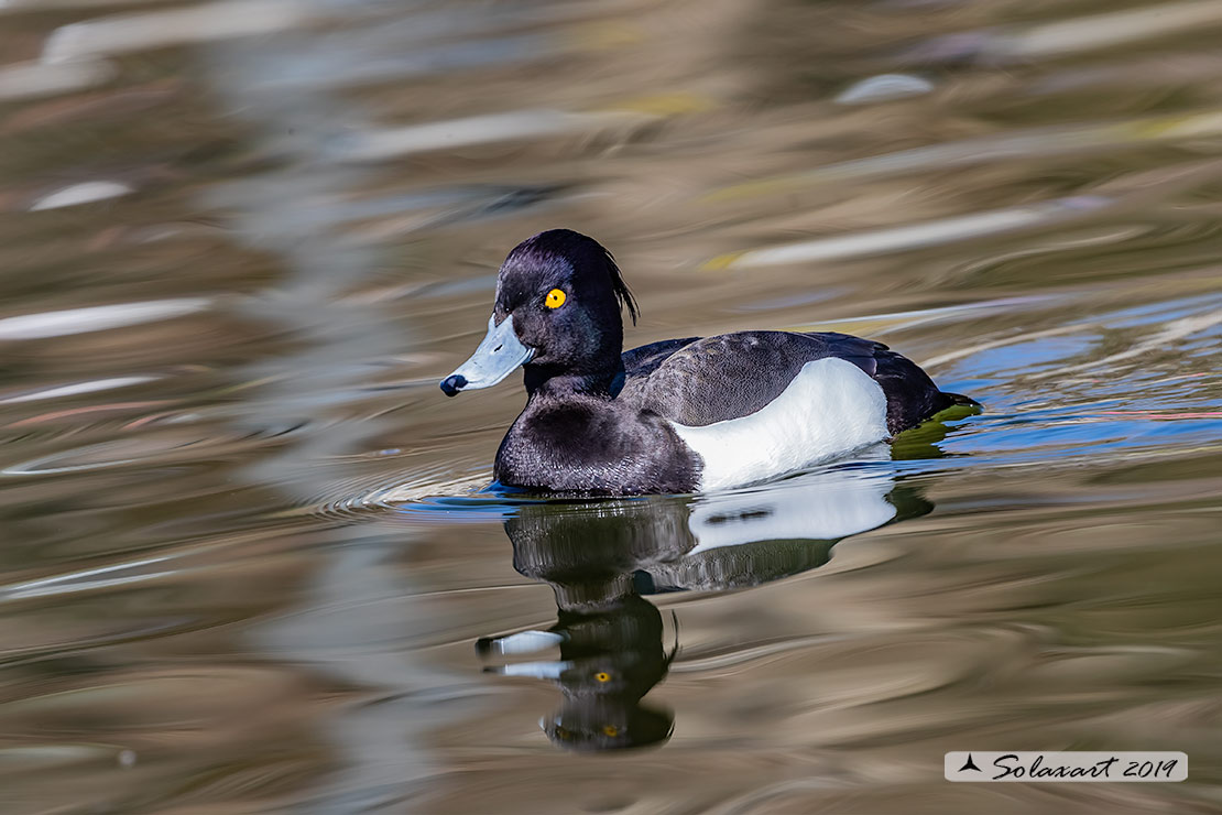 Aythya fuligula: Moretta - Tufted duck