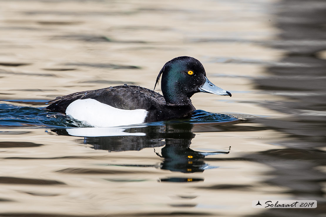 Aythya fuligula: Moretta - Tufted duck