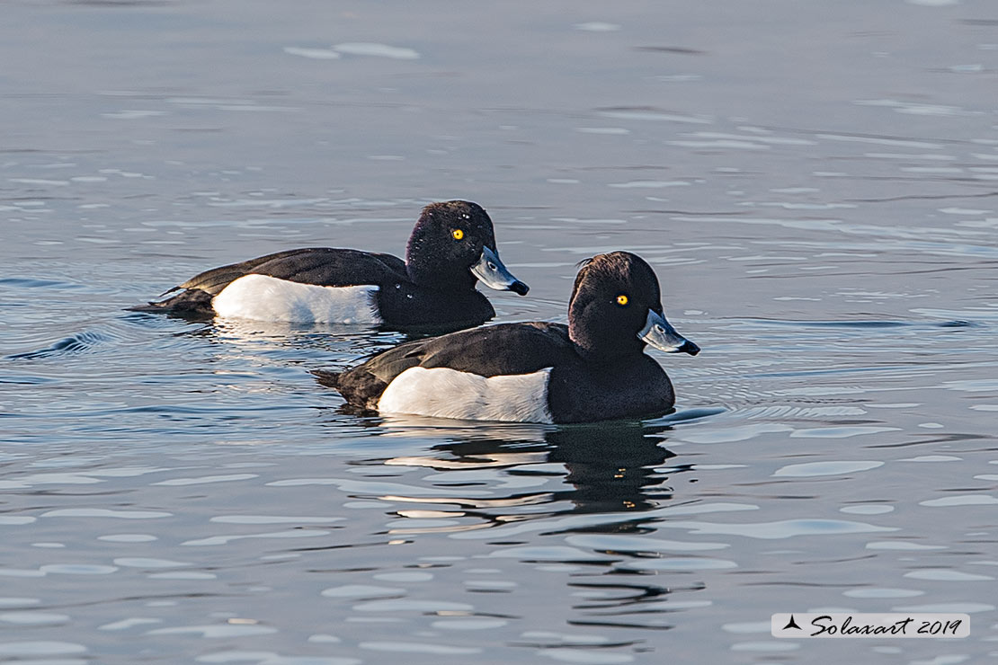 Aythya fuligula: Moretta - Tufted duck