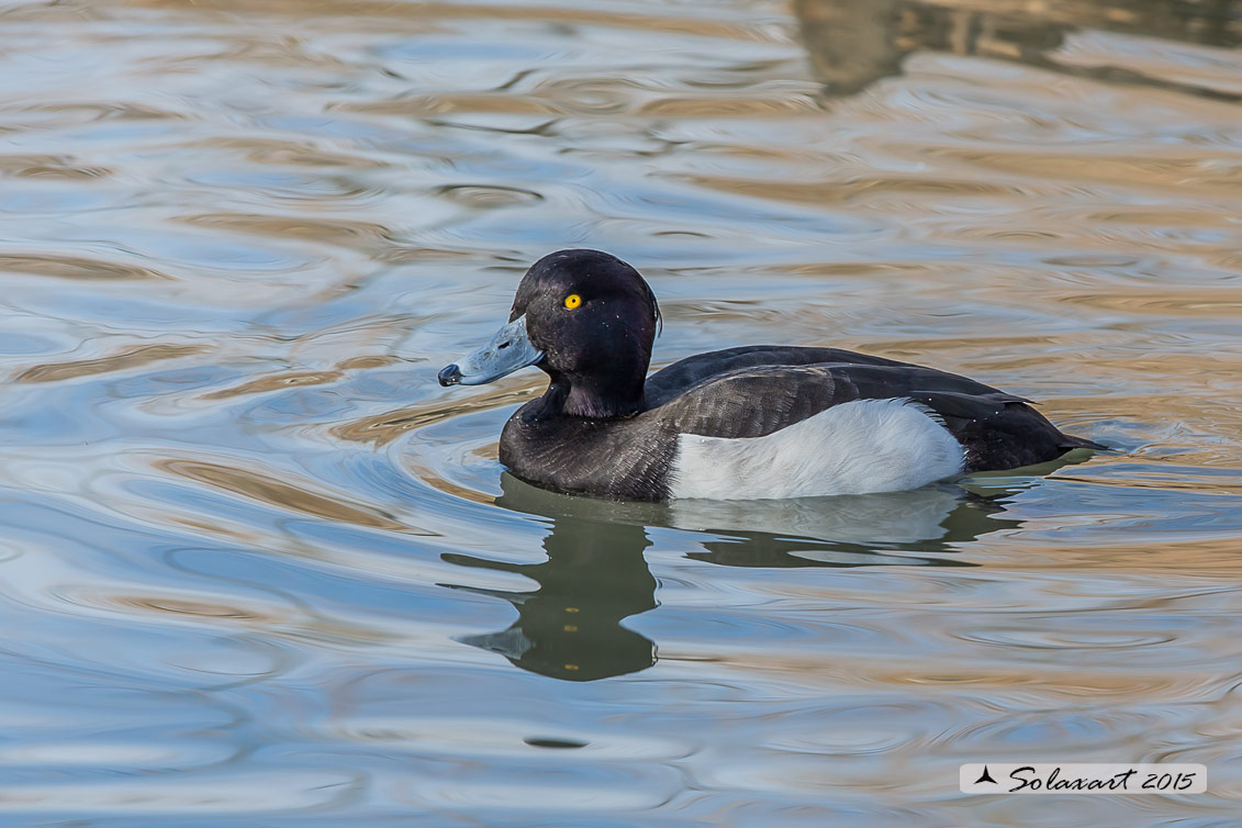 Aythya fuligula: Moretta - Tufted duck