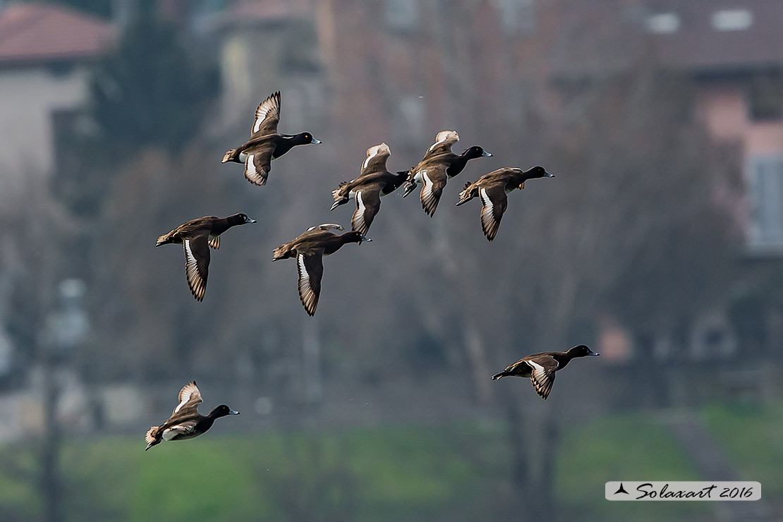 Aythya fuligula: Moretta - Tufted duck