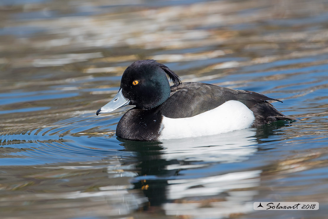 Aythya fuligula: Moretta - Tufted duck