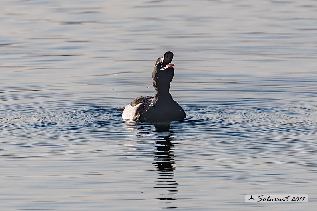 Aythya fuligula: Moretta - Tufted duck