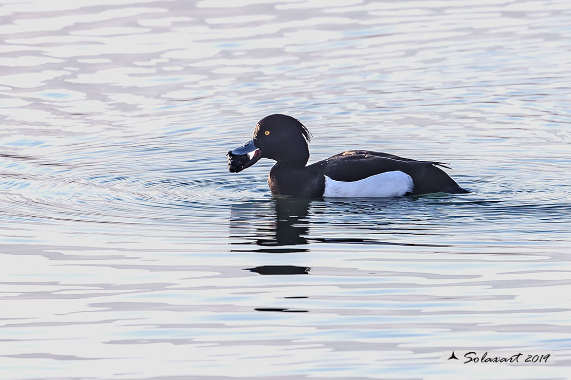 Aythya fuligula: Moretta - Tufted duck