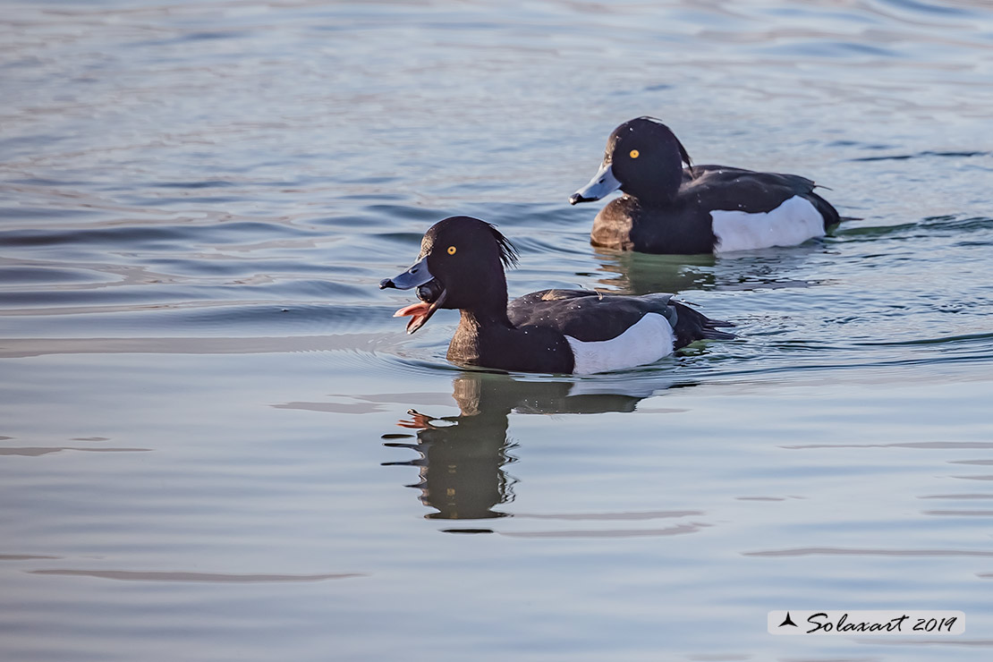 Aythya fuligula: Moretta - Tufted duck