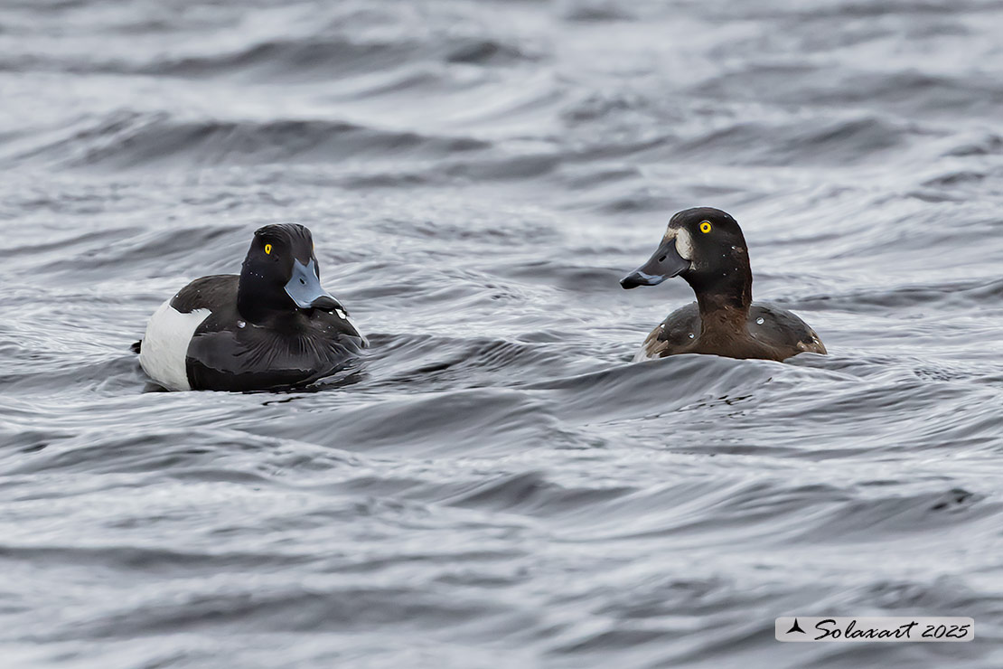 Aythya marila: Moretta maggiore - Greater Scaup