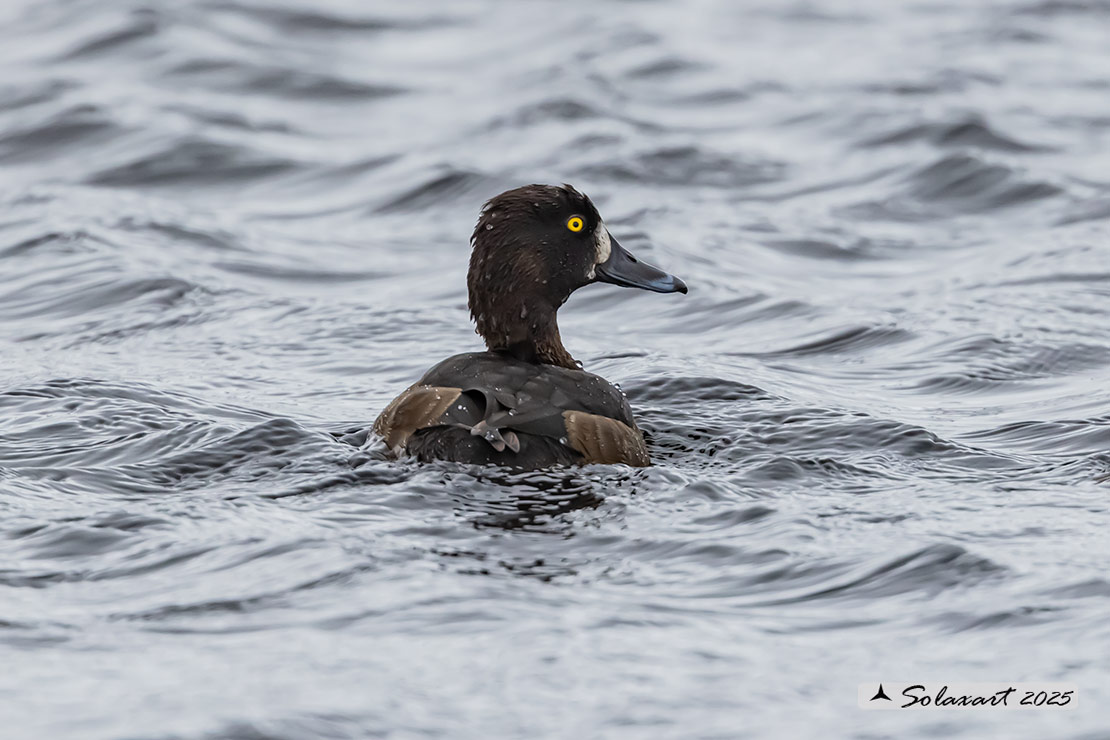 Aythya marila: Moretta maggiore - Greater Scaup
