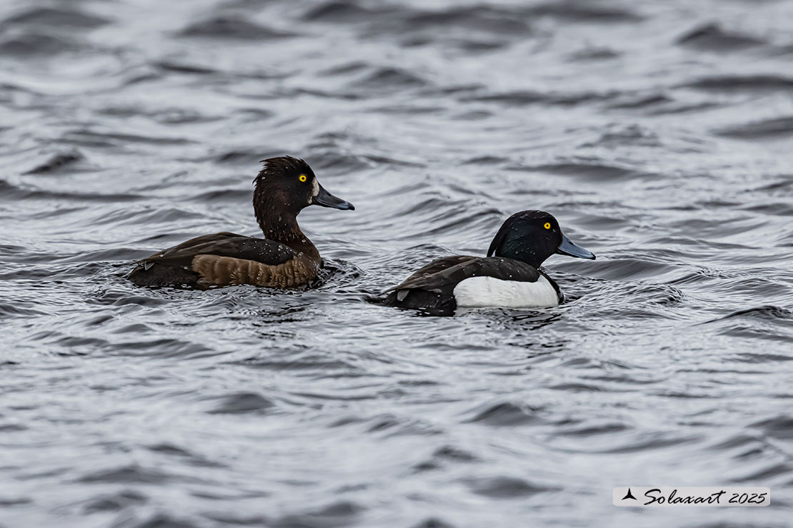Aythya marila: Moretta maggiore - Greater Scaup