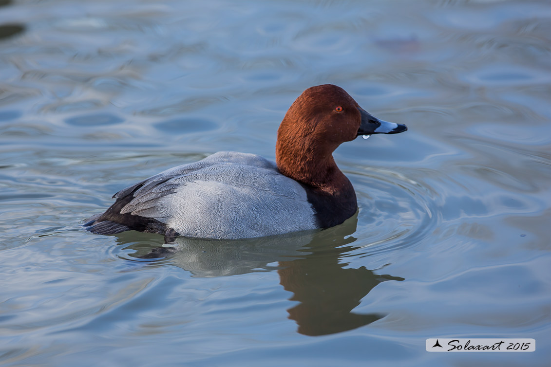 Aythya ferina:   Moriglione  -  Common Pochard