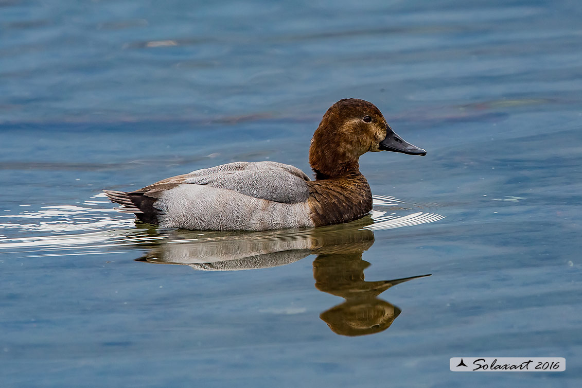 Aythya ferina - Moriglione - Common Pochard