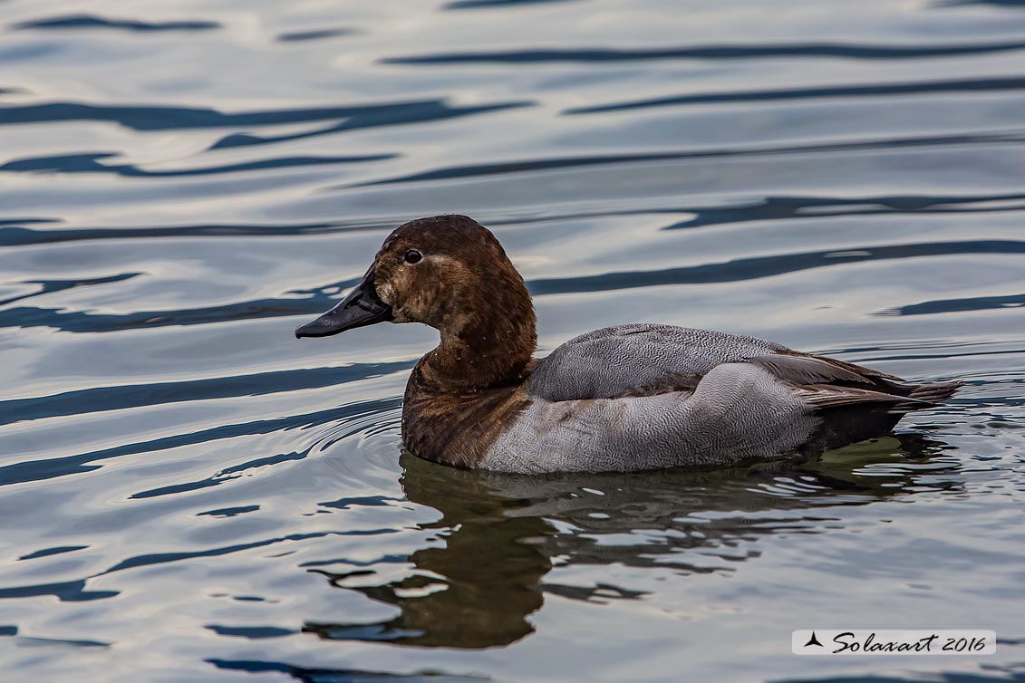 Aythya ferina - Moriglione - Common Pochard