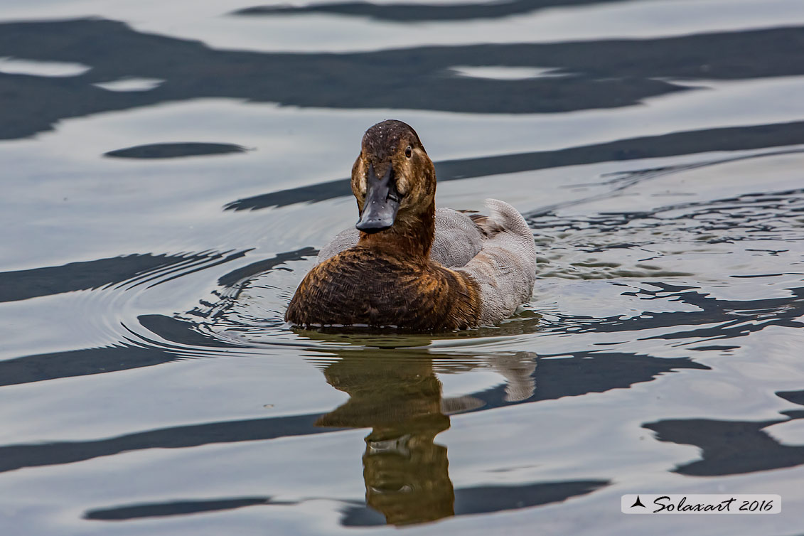 Aythya ferina - Moriglione - Common Pochard