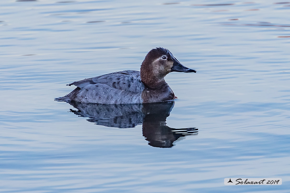 Aythya ferina - Moriglione - Common Pochard