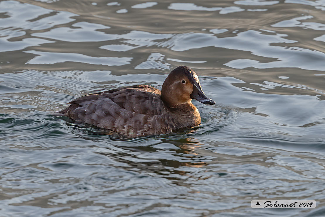 Aythya ferina - Moriglione - Common Pochard