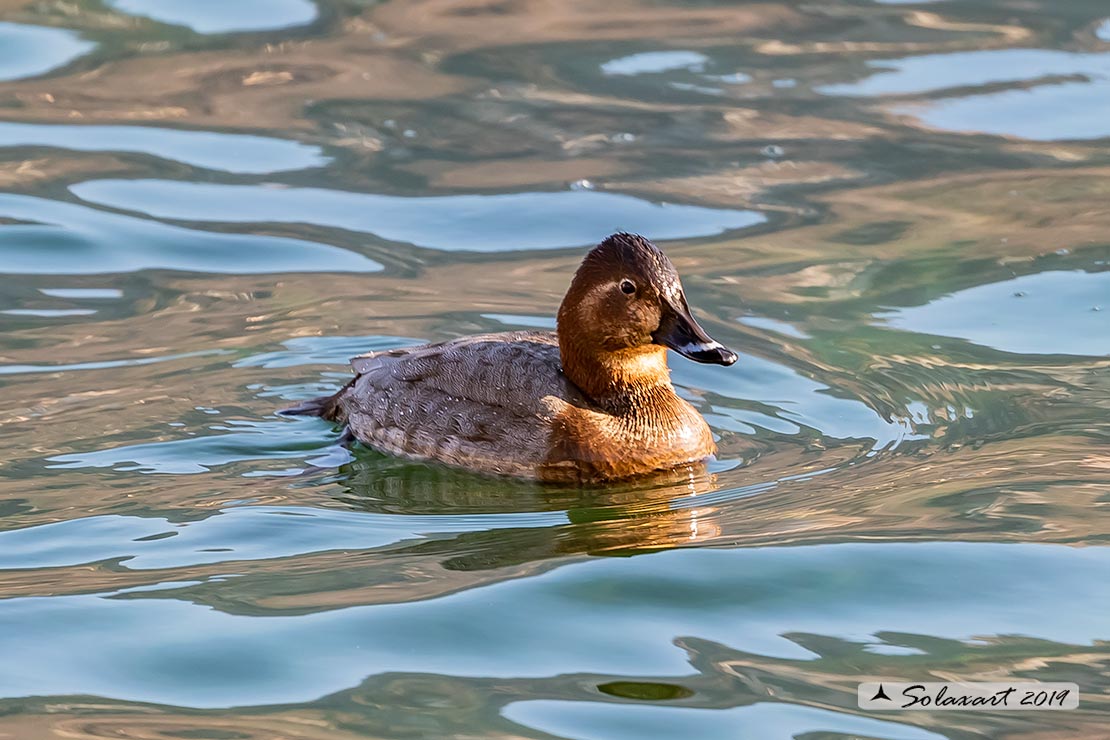 Aythya ferina - Moriglione - Common Pochard