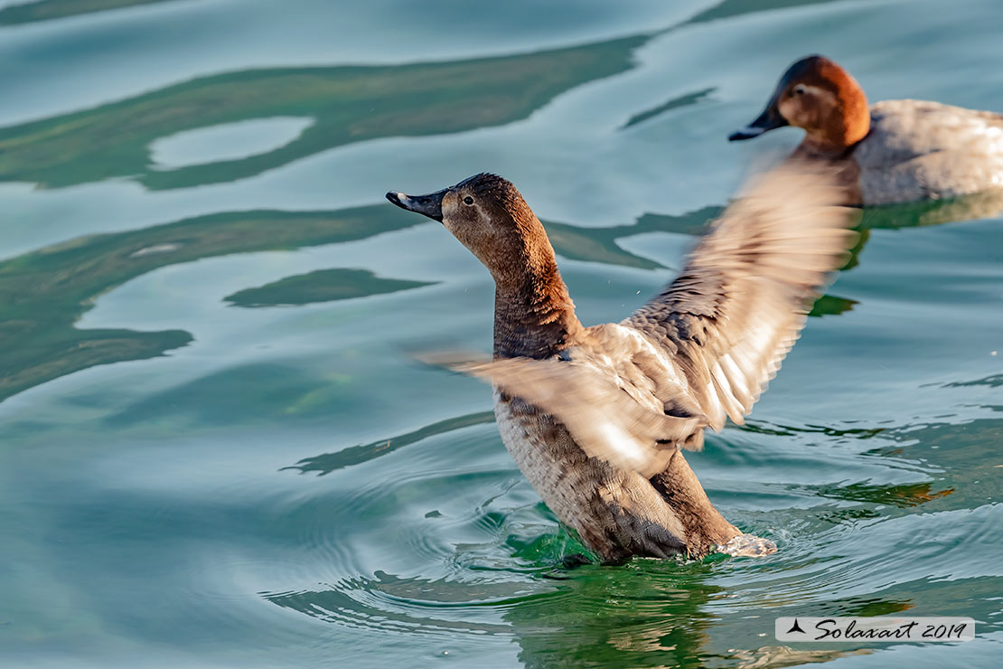 Aythya ferina - Moriglione - Common Pochard