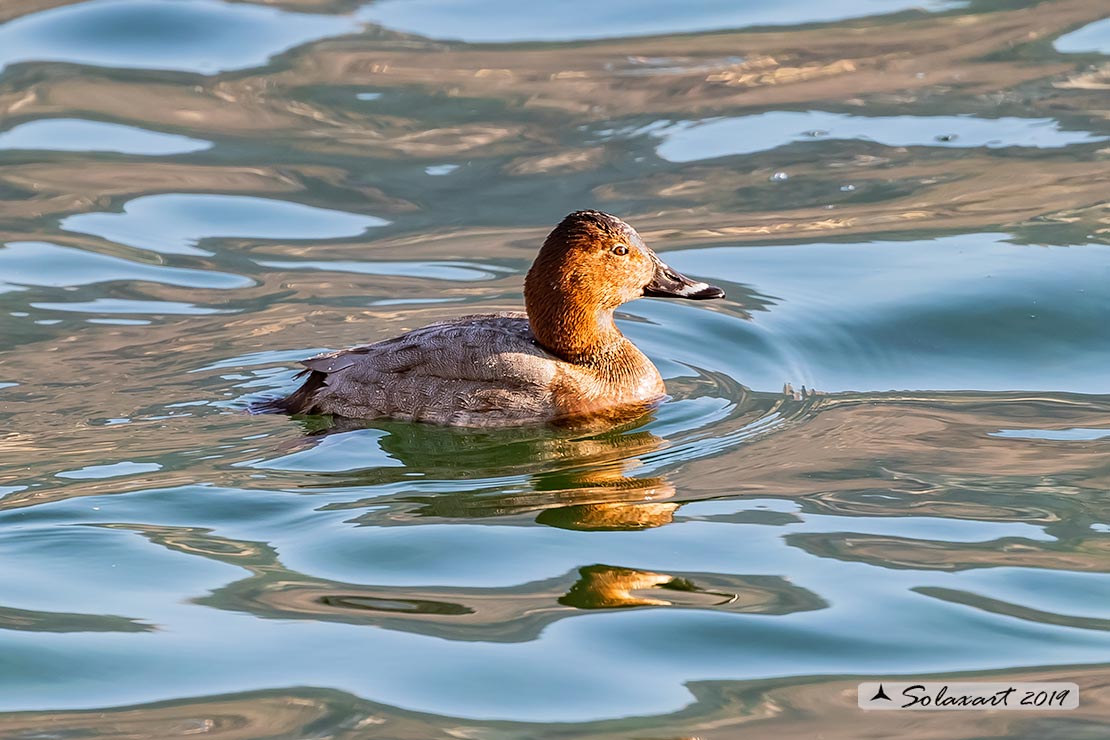 Aythya ferina - Moriglione - Common Pochard