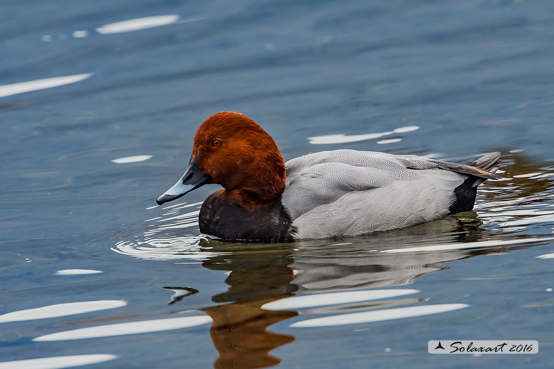 Aythya ferina:   Moriglione (maschio) -  Common Pochard (male)