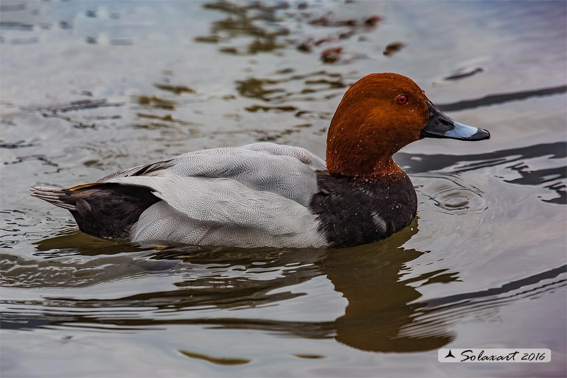 Aythya ferina:   Moriglione (maschio) -  Common Pochard (male)