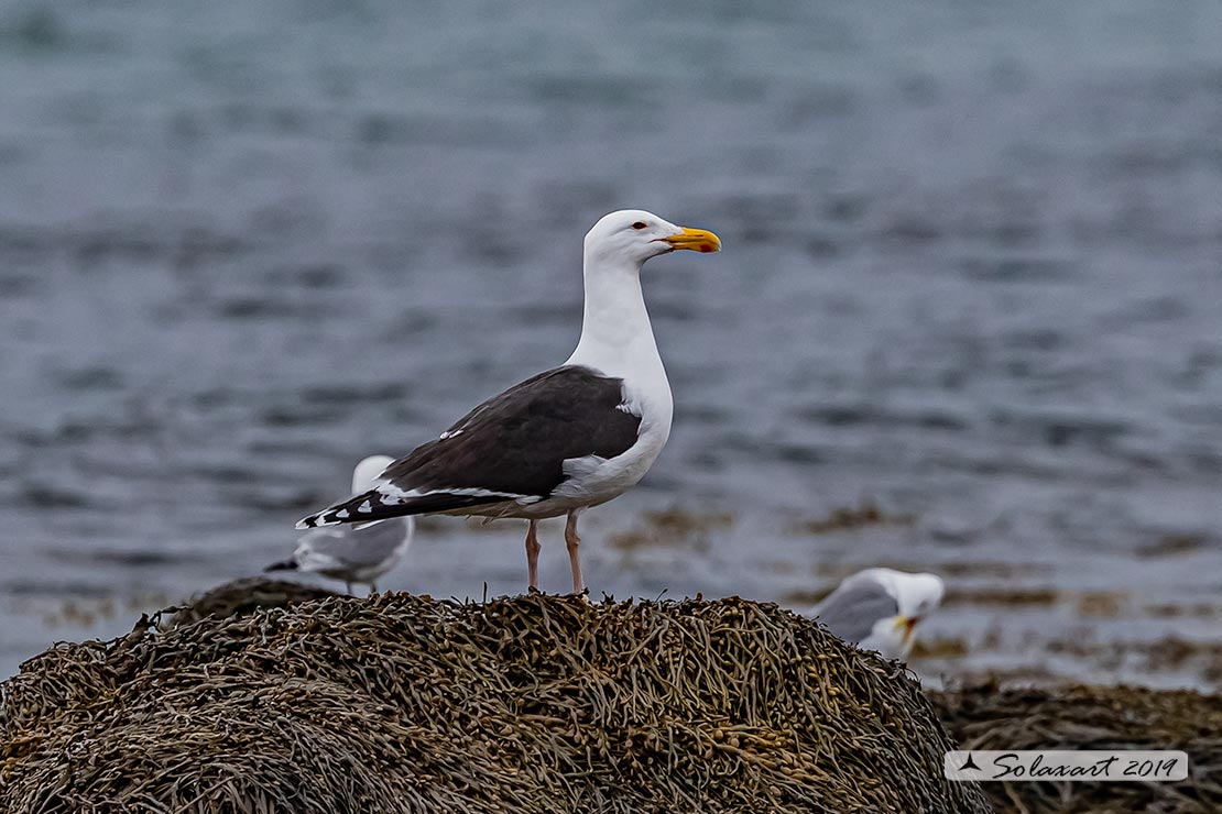 Larus marinus: Mugnaiaccio; Great black-backed gull