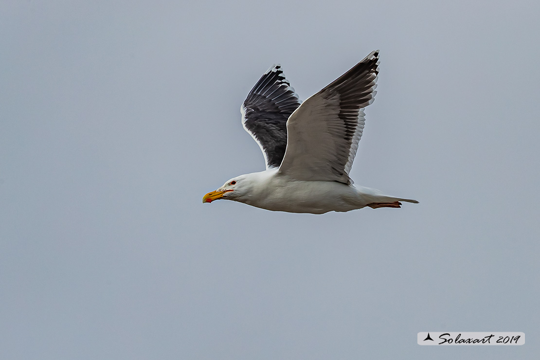 Larus marinus: Mugnaiaccio; Great black-backed gull