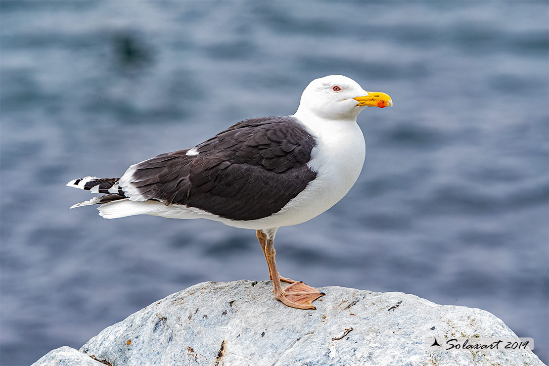 Larus marinus: Mugnaiaccio; Great black-backed gull