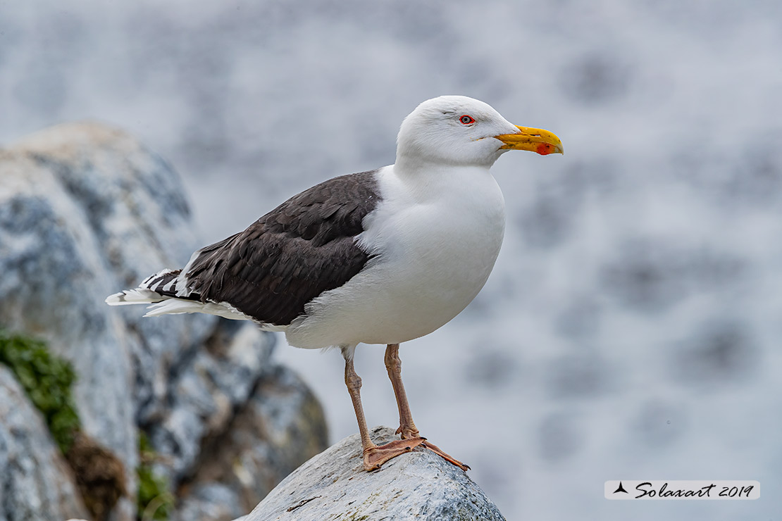 Larus marinus: Mugnaiaccio; Great black-backed gull