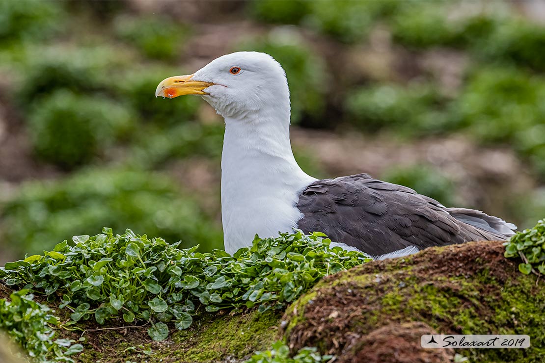 Larus marinus: Mugnaiaccio; Great black-backed gull