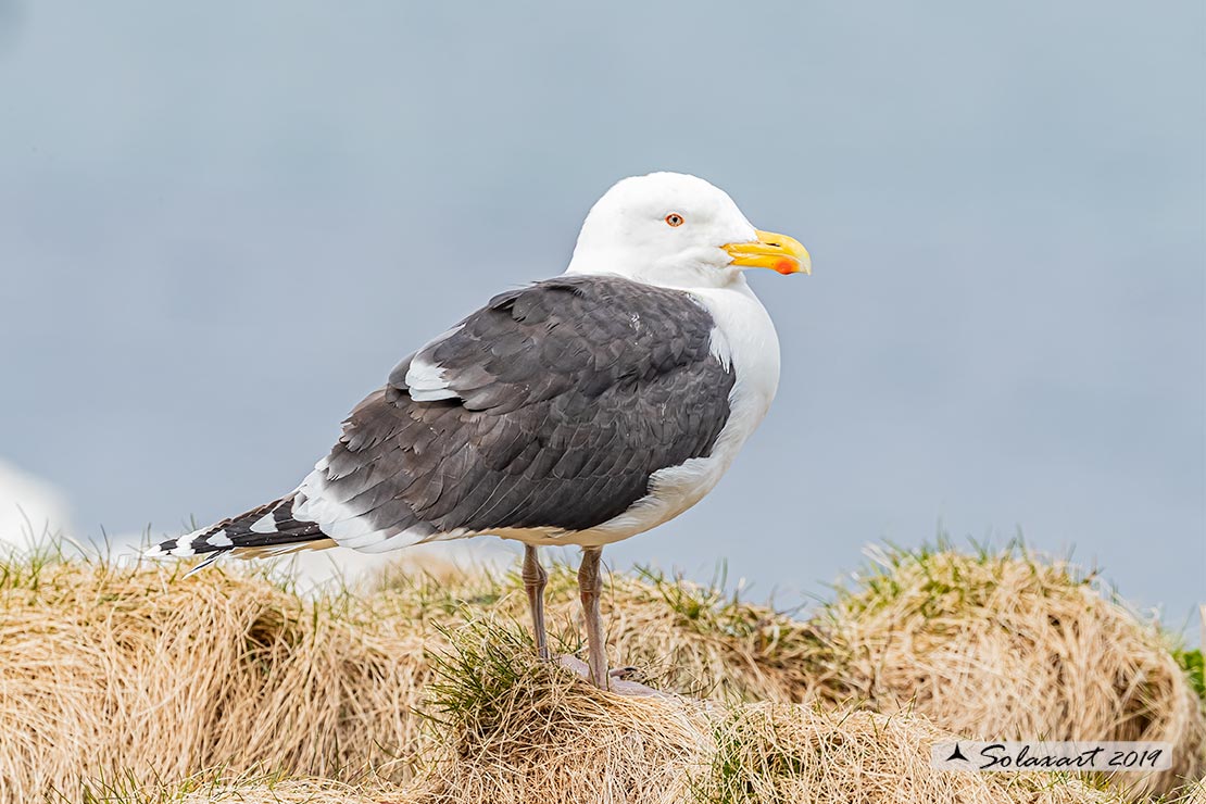 Larus marinus: Mugnaiaccio; Great black-backed gull