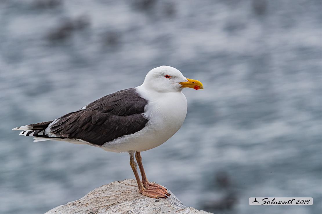 Larus marinus: Mugnaiaccio; Great black-backed gull