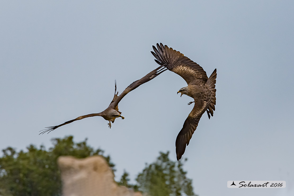 Milvus migrans :  Nibbio bruno ;  Black Kite