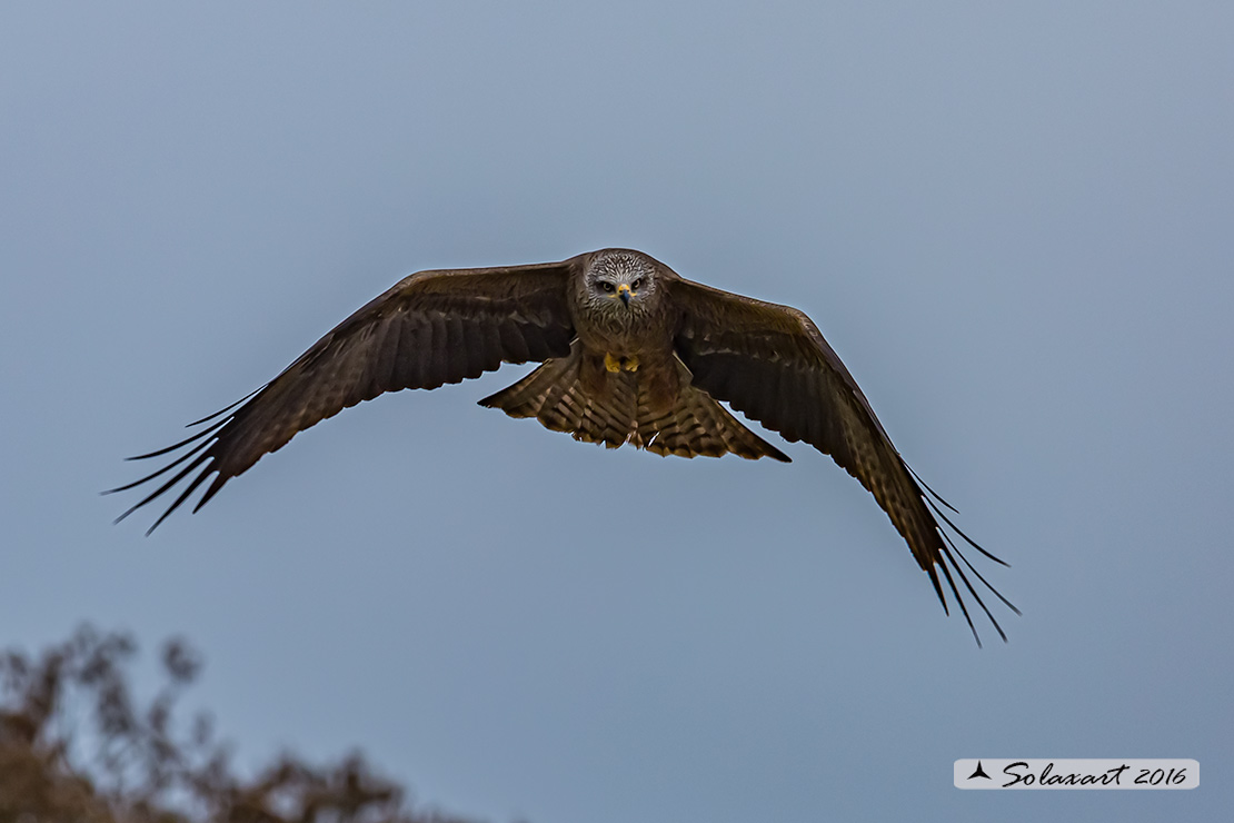 Milvus migrans :  Nibbio bruno ;  Black Kite