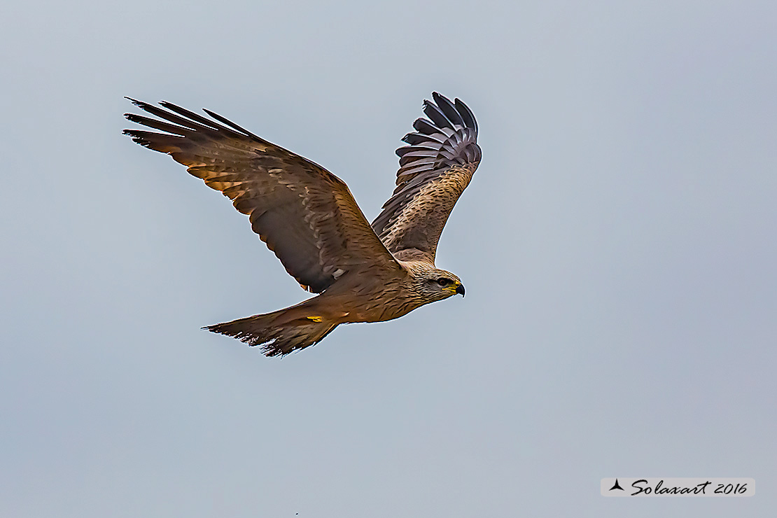 Milvus migrans :  Nibbio bruno ;  Black Kite