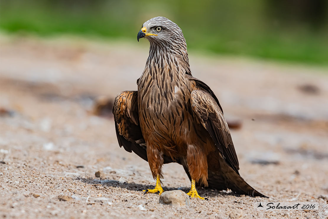 Milvus migrans :  Nibbio bruno ;  Black Kite
