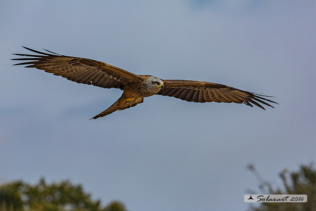 Milvus migrans :  Nibbio bruno ;  Black Kite