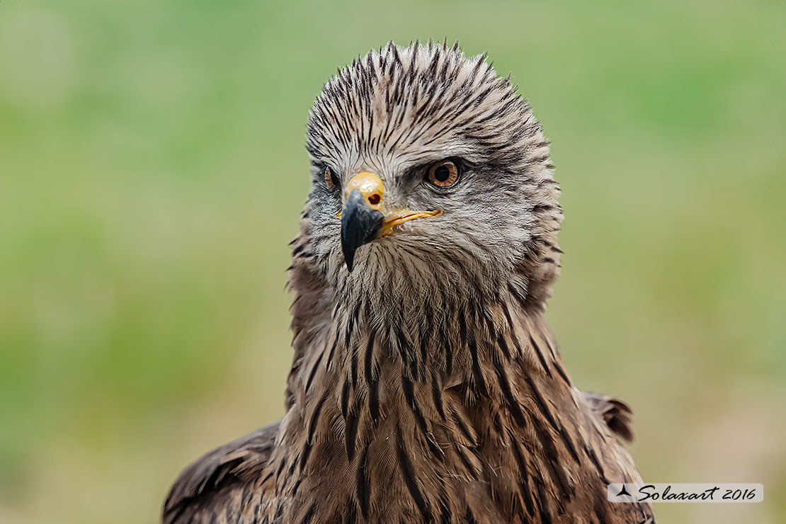 Milvus migrans :  Nibbio bruno ;  Black Kite