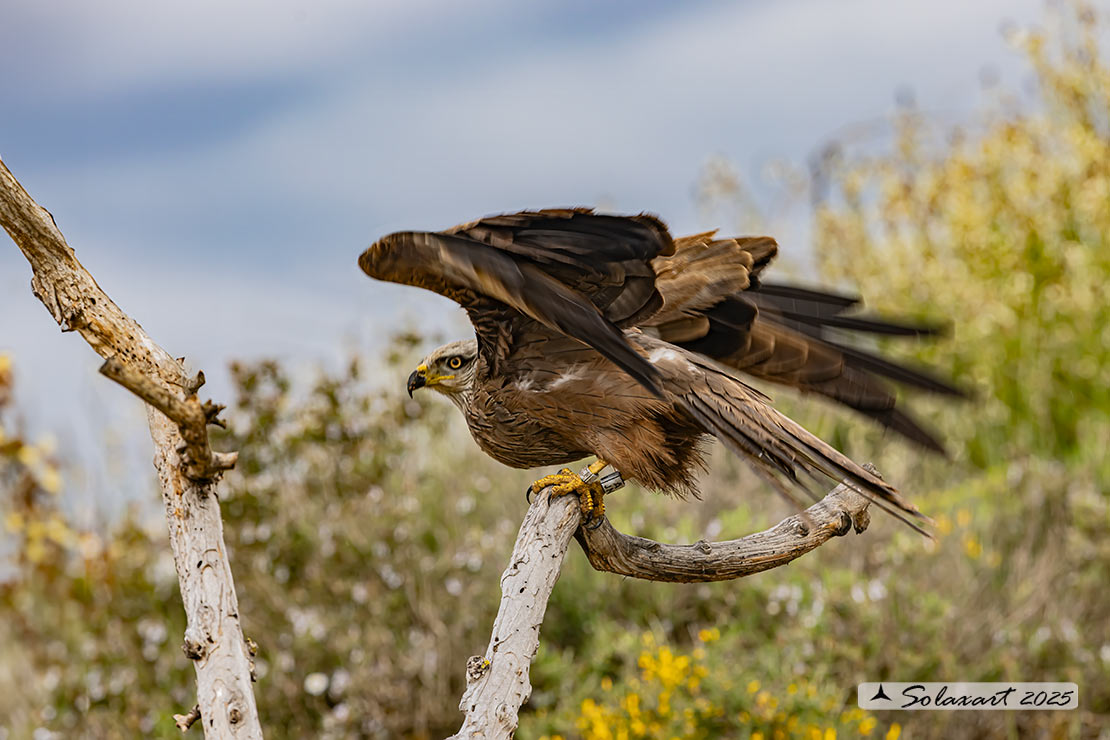 Milvus migrans :  Nibbio bruno ;  Black Kite