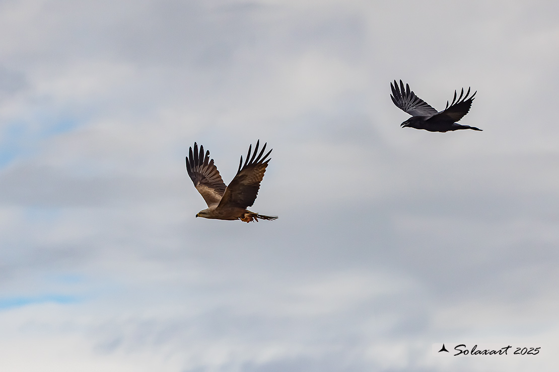 Milvus migrans :  Nibbio bruno ;  Black Kite