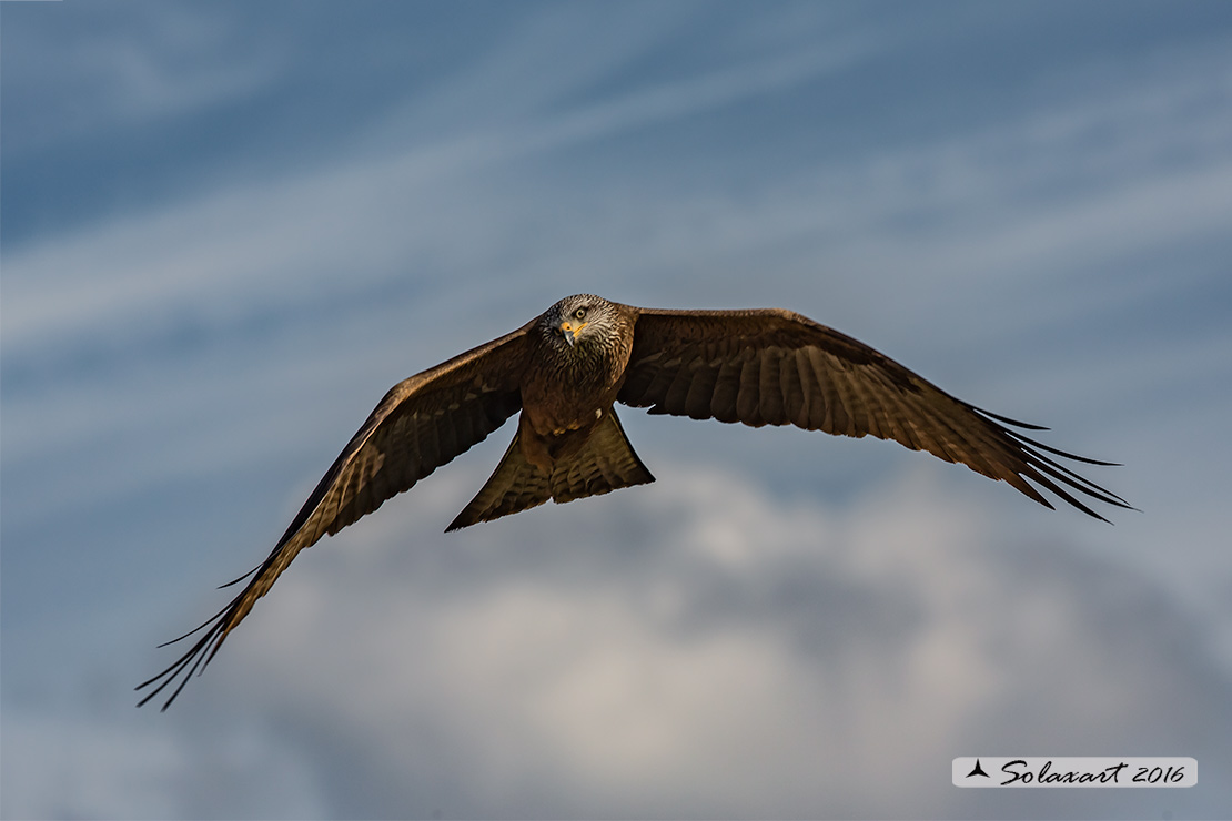 Milvus migrans :  Nibbio bruno ;  Black Kite