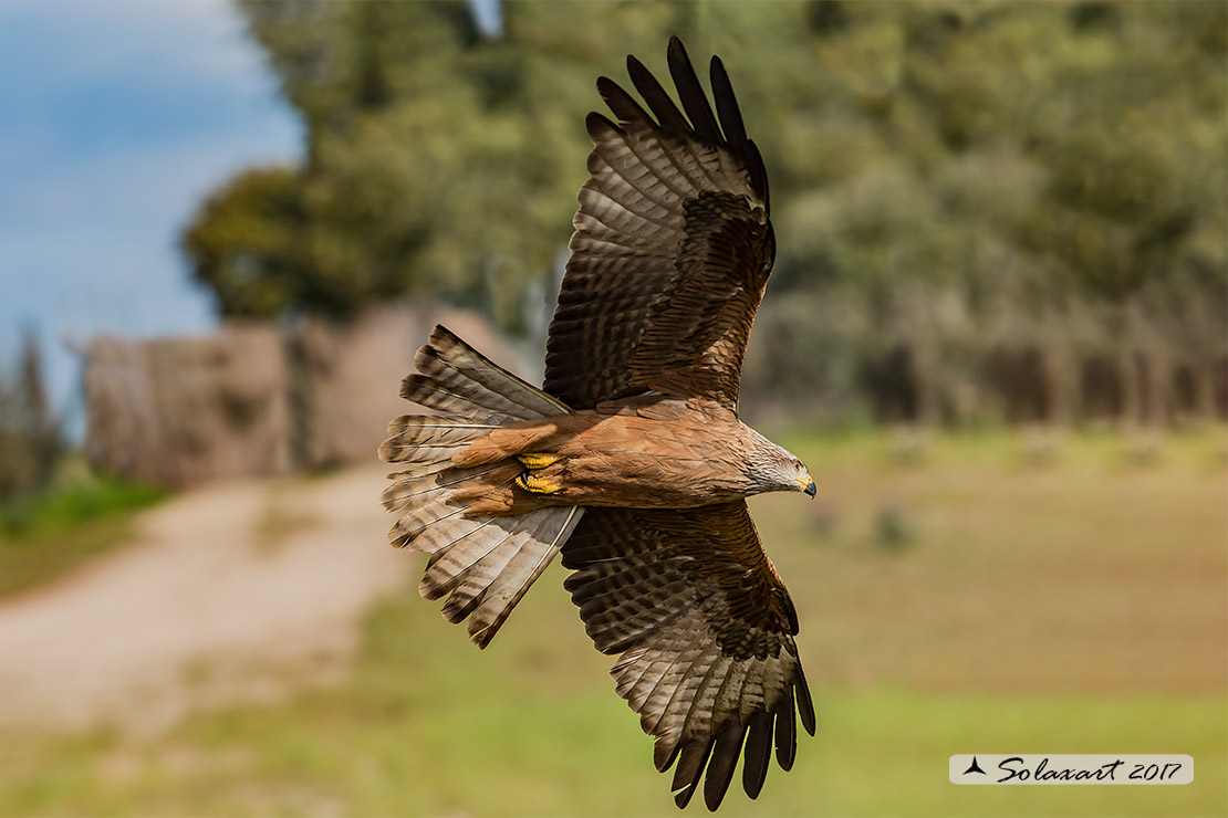 Milvus migrans :  Nibbio bruno ;  Black Kite