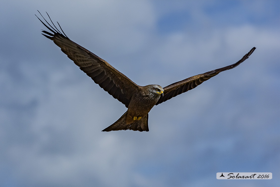 Milvus migrans :  Nibbio bruno ;  Black Kite