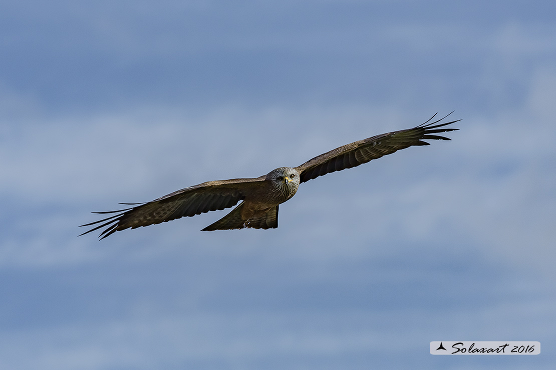 Milvus migrans :  Nibbio bruno ;  Black Kite