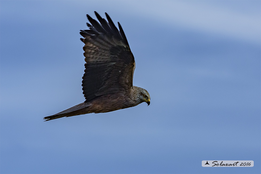 Milvus migrans :  Nibbio bruno ;  Black Kite