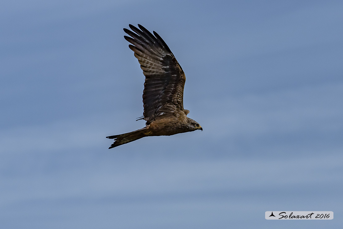 Milvus migrans :  Nibbio bruno ;  Black Kite