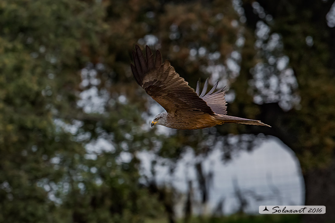 Milvus migrans :  Nibbio bruno ;  Black Kite